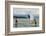 Paddle boarders and Humpback Whale (Megaptera novaeangliae) in the Pacific Ocean, Nuqui, Colombia-null-Framed Photographic Print