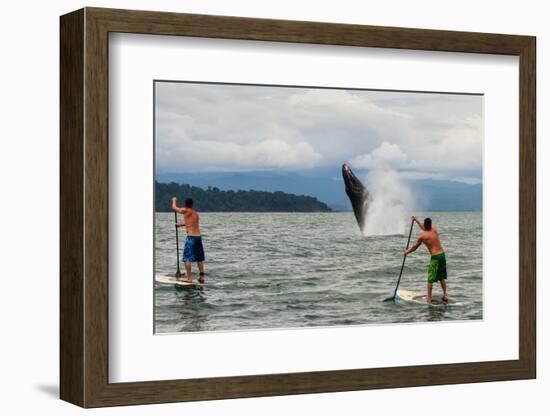 Paddle boarders and Humpback Whale (Megaptera novaeangliae) in the Pacific Ocean, Nuqui, Colombia-null-Framed Photographic Print