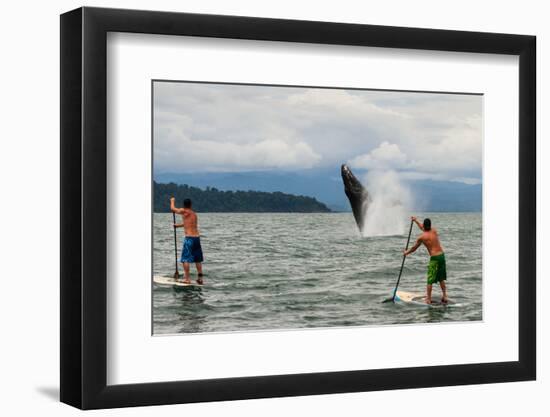 Paddle boarders and Humpback Whale (Megaptera novaeangliae) in the Pacific Ocean, Nuqui, Colombia-null-Framed Photographic Print