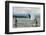 Paddle boarders and Humpback Whale (Megaptera novaeangliae) in the Pacific Ocean, Nuqui, Colombia-null-Framed Photographic Print