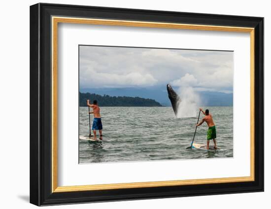 Paddle boarders and Humpback Whale (Megaptera novaeangliae) in the Pacific Ocean, Nuqui, Colombia-null-Framed Photographic Print