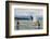 Paddle boarders and Humpback Whale (Megaptera novaeangliae) in the Pacific Ocean, Nuqui, Colombia-null-Framed Photographic Print