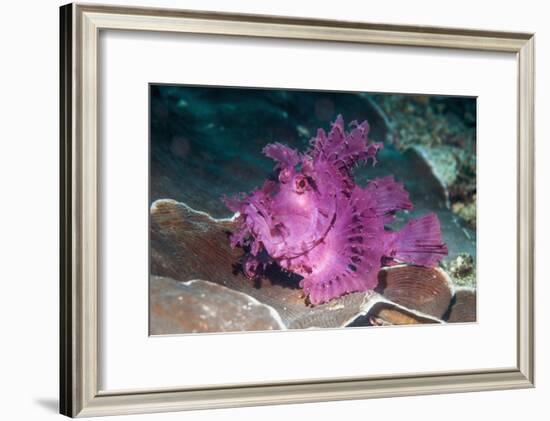 Paddle-flap scorpionfish (Rhinopias eschmeyeri) Puerto Galera, Philippines-Georgette Douwma-Framed Photographic Print