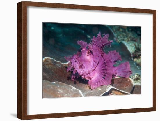 Paddle-flap scorpionfish (Rhinopias eschmeyeri) Puerto Galera, Philippines-Georgette Douwma-Framed Photographic Print