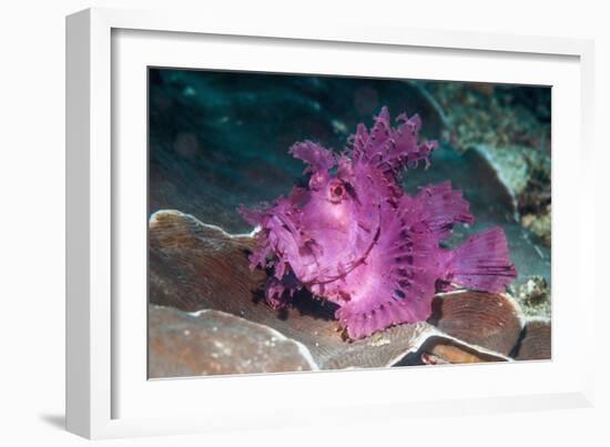 Paddle-flap scorpionfish (Rhinopias eschmeyeri) Puerto Galera, Philippines-Georgette Douwma-Framed Photographic Print