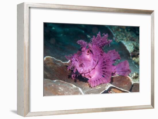Paddle-flap scorpionfish (Rhinopias eschmeyeri) Puerto Galera, Philippines-Georgette Douwma-Framed Photographic Print