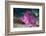 Paddle-flap scorpionfish (Rhinopias eschmeyeri) Puerto Galera, Philippines-Georgette Douwma-Framed Photographic Print