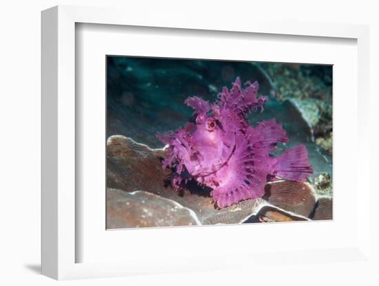 Paddle-flap scorpionfish (Rhinopias eschmeyeri) Puerto Galera, Philippines-Georgette Douwma-Framed Photographic Print