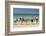 Paddleboarders on the beach, Surfers Paradise, City of Gold Coast, Queensland, Australia-Panoramic Images-Framed Photographic Print