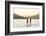 Paddleboarding on Whitefish Lake at Sunset in Whitefish, Montana, USA-Chuck Haney-Framed Photographic Print