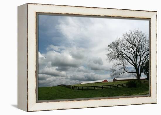 Paddock Tree-Robert Goldwitz-Framed Premier Image Canvas