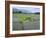 Paddy Fields, Farmers Planting Rice, Kashmir, India-John Henry Claude Wilson-Framed Photographic Print