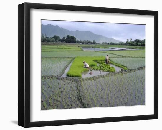 Paddy Fields, Farmers Planting Rice, Kashmir, India-John Henry Claude Wilson-Framed Photographic Print