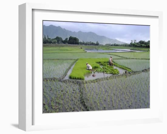 Paddy Fields, Farmers Planting Rice, Kashmir, India-John Henry Claude Wilson-Framed Photographic Print