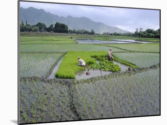 Paddy Fields, Farmers Planting Rice, Kashmir, India-John Henry Claude Wilson-Mounted Photographic Print