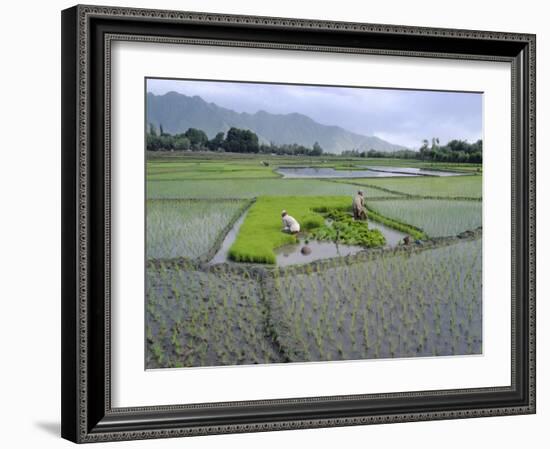 Paddy Fields, Farmers Planting Rice, Kashmir, India-John Henry Claude Wilson-Framed Photographic Print