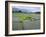 Paddy Fields, Farmers Planting Rice, Kashmir, India-John Henry Claude Wilson-Framed Photographic Print