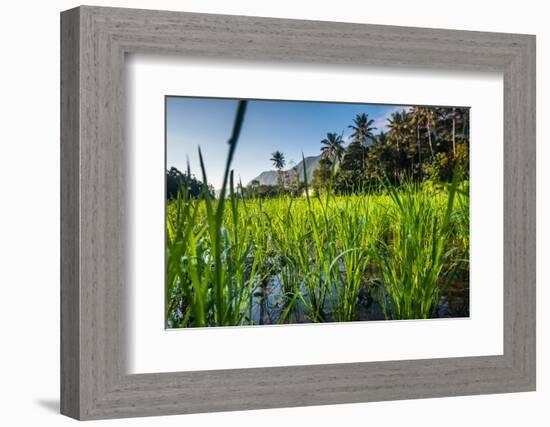 Padi Field in Lake Toba, Sumatra, Indonesia, Southeast Asia-John Alexander-Framed Photographic Print