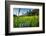 Padi Field in Lake Toba, Sumatra, Indonesia, Southeast Asia-John Alexander-Framed Photographic Print