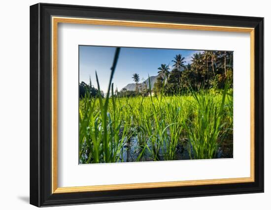 Padi Field in Lake Toba, Sumatra, Indonesia, Southeast Asia-John Alexander-Framed Photographic Print