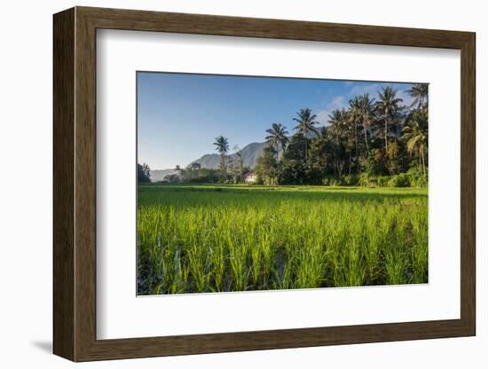 Padi Field in Lake Toba, Sumatra, Indonesia, Southeast Asia-John Alexander-Framed Photographic Print