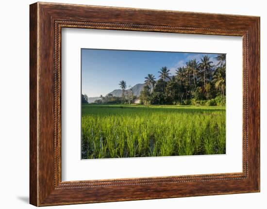 Padi Field in Lake Toba, Sumatra, Indonesia, Southeast Asia-John Alexander-Framed Photographic Print