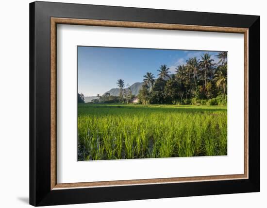 Padi Field in Lake Toba, Sumatra, Indonesia, Southeast Asia-John Alexander-Framed Photographic Print