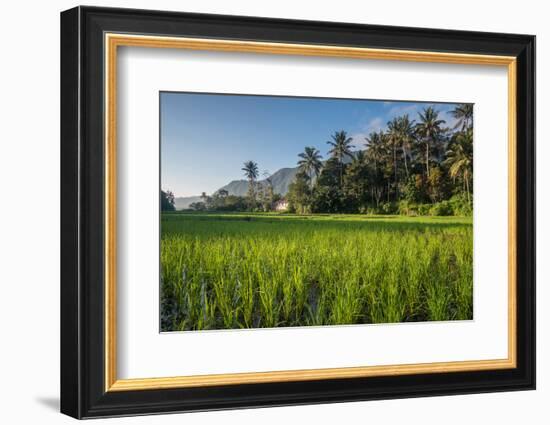 Padi Field in Lake Toba, Sumatra, Indonesia, Southeast Asia-John Alexander-Framed Photographic Print