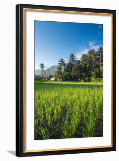 Padi Field in Lake Toba, Sumatra, Indonesia, Southeast Asia-John Alexander-Framed Photographic Print