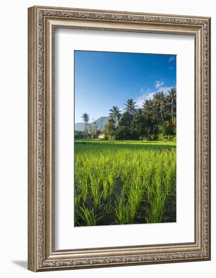 Padi Field in Lake Toba, Sumatra, Indonesia, Southeast Asia-John Alexander-Framed Photographic Print