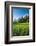 Padi Field in Lake Toba, Sumatra, Indonesia, Southeast Asia-John Alexander-Framed Photographic Print