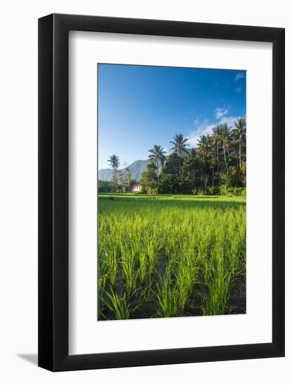 Padi Field in Lake Toba, Sumatra, Indonesia, Southeast Asia-John Alexander-Framed Photographic Print