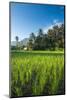 Padi Field in Lake Toba, Sumatra, Indonesia, Southeast Asia-John Alexander-Mounted Photographic Print