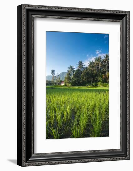 Padi Field in Lake Toba, Sumatra, Indonesia, Southeast Asia-John Alexander-Framed Photographic Print