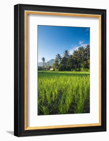 Padi Field in Lake Toba, Sumatra, Indonesia, Southeast Asia-John Alexander-Framed Photographic Print