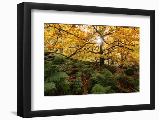 Padley Gorge, Peak District, Derbyshire, England, United Kingdom, Europe-Ben Pipe-Framed Photographic Print