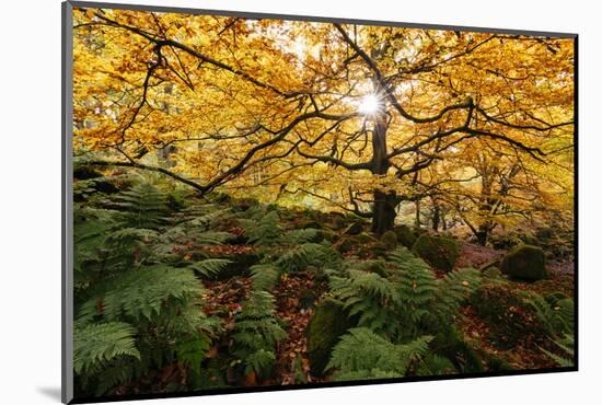 Padley Gorge, Peak District, Derbyshire, England, United Kingdom, Europe-Ben Pipe-Mounted Photographic Print