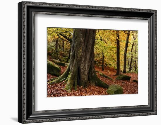 Padley Gorge, Peak District, Derbyshire, England, United Kingdom, Europe-Ben Pipe-Framed Photographic Print