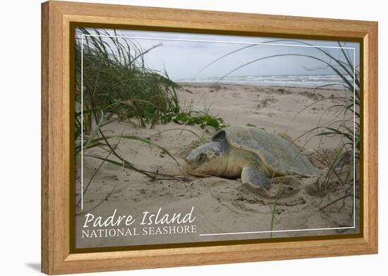 Padre Island National Seashore - Kemp's Ridley Sea Turtle Hatching-Lantern Press-Framed Stretched Canvas