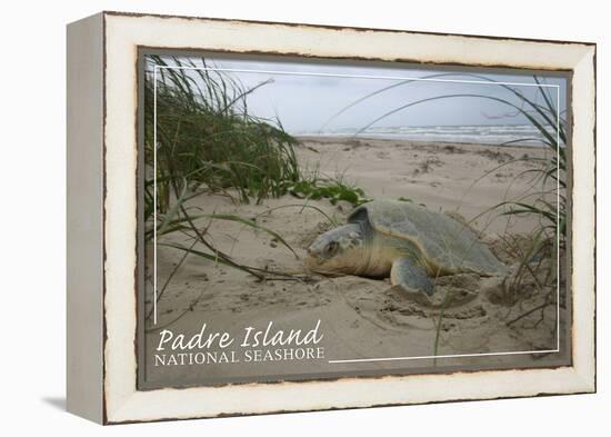 Padre Island National Seashore - Kemp's Ridley Sea Turtle Hatching-Lantern Press-Framed Stretched Canvas