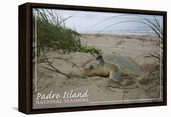 Padre Island National Seashore - Kemp's Ridley Sea Turtle Hatching-Lantern Press-Framed Stretched Canvas