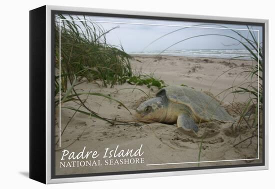 Padre Island National Seashore - Kemp's Ridley Sea Turtle Hatching-Lantern Press-Framed Stretched Canvas