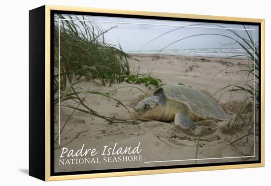 Padre Island National Seashore - Kemp's Ridley Sea Turtle Hatching-Lantern Press-Framed Stretched Canvas