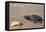 Padre Island National Seashore - Kemp's Ridley Sea Turtle-Lantern Press-Framed Stretched Canvas