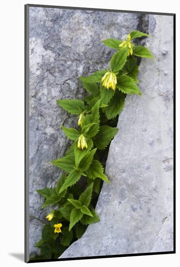 (Paederota Lutea) Growing in Crack in Rock, Triglav National Park, Slovenia, July 2009-Zupanc-Mounted Photographic Print