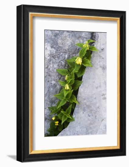 (Paederota Lutea) Growing in Crack in Rock, Triglav National Park, Slovenia, July 2009-Zupanc-Framed Photographic Print