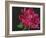 Paeonia 1-Deborah Barton-Framed Giclee Print