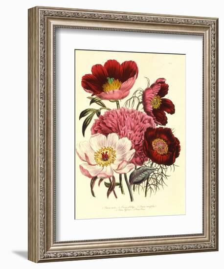 Paeonia Edulis, c.1800-null-Framed Giclee Print