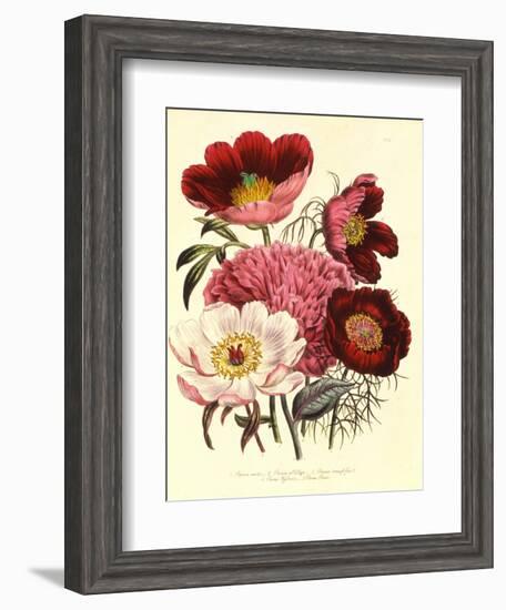 Paeonia Edulis, c.1800-null-Framed Giclee Print