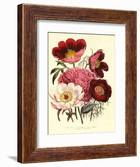 Paeonia Edulis, c.1800-null-Framed Giclee Print